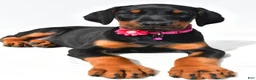 Doberman Pinscher dogs for sale: Buffy - Ad 4