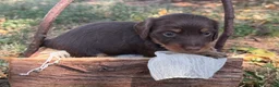 Miniature Dachshund dogs for sale: Chocolate Girl - Ad 7