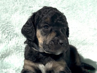 Standard Poodle dogs - Ad 7