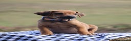 Rhodesian Ridgeback dogs for sale: Gunnar - Ad 1