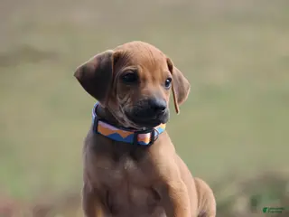 Rhodesian Ridgeback dogs Gunnar - Ad 2