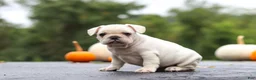 French Bulldog dogs for sale: Sampson - Ad 6