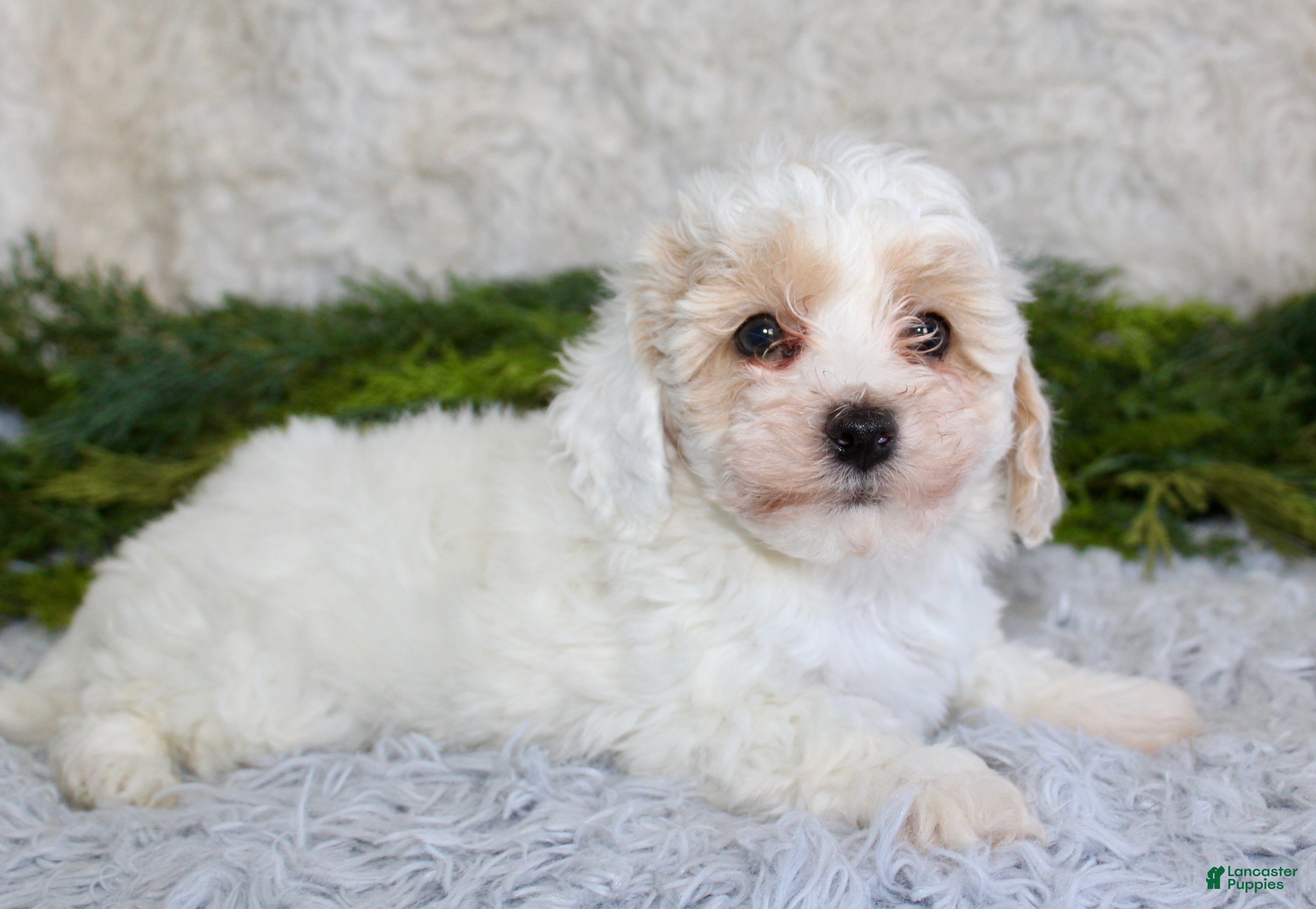 Bichpoo dogs Bichpoo Boy 1 - Ad 5