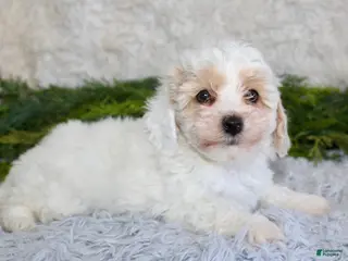 Bichpoo dogs Bichpoo Boy 1 - Ad 5