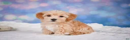 Maltipoo dogs for sale: callie - Ad 7
