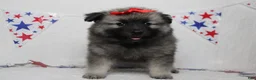 Keeshond dogs for sale: Elsa  - Ad 7