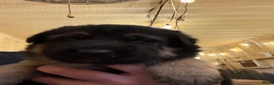 German Shepherd Puppy 2