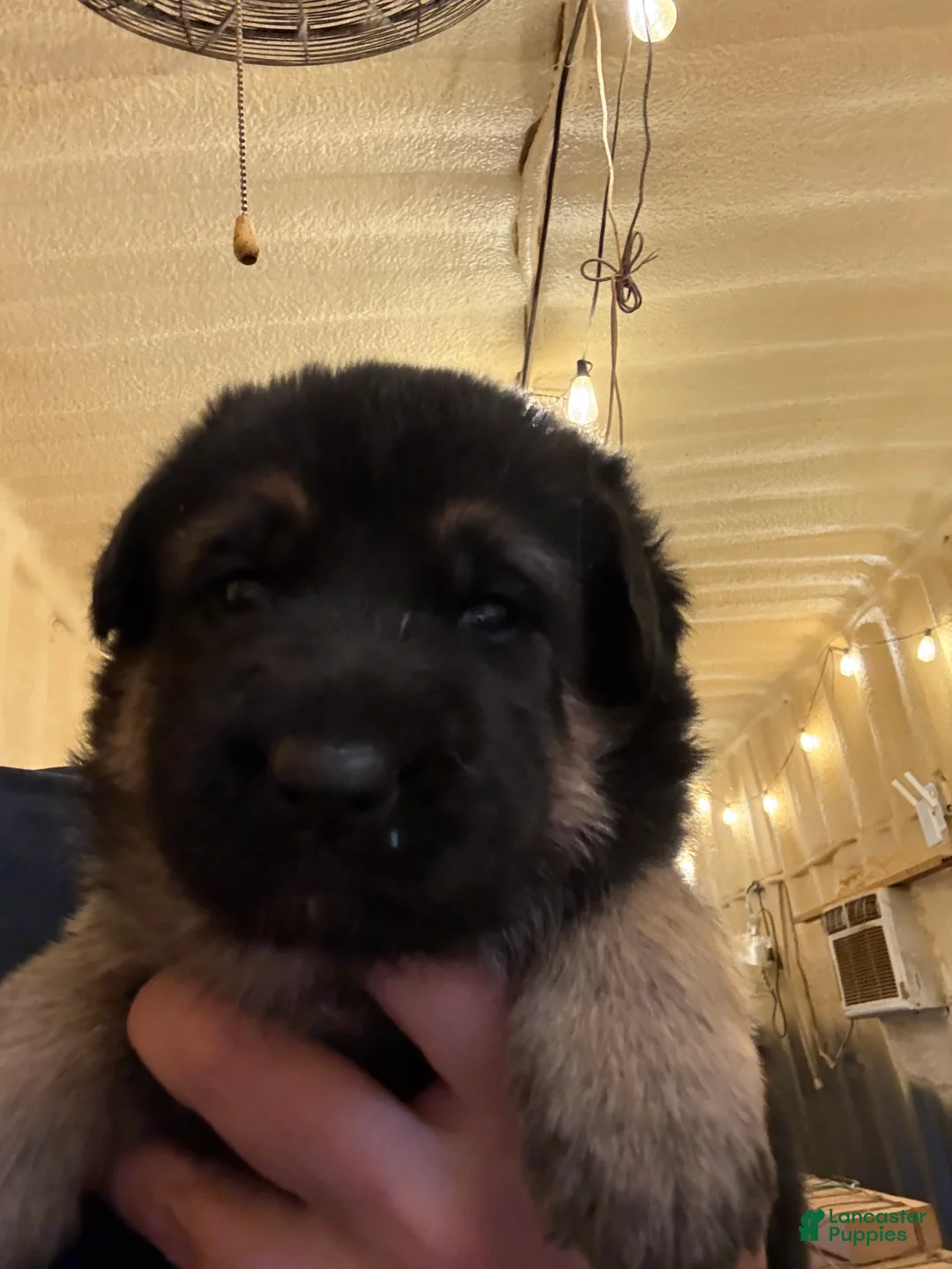 German Shepherd dogs for sale: German Shepherd Puppy 2 - Ad 1