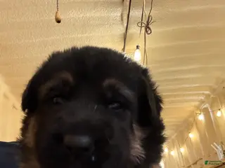 German Shepherd dogs for sale: German Shepherd Puppy 2 - Ad 1