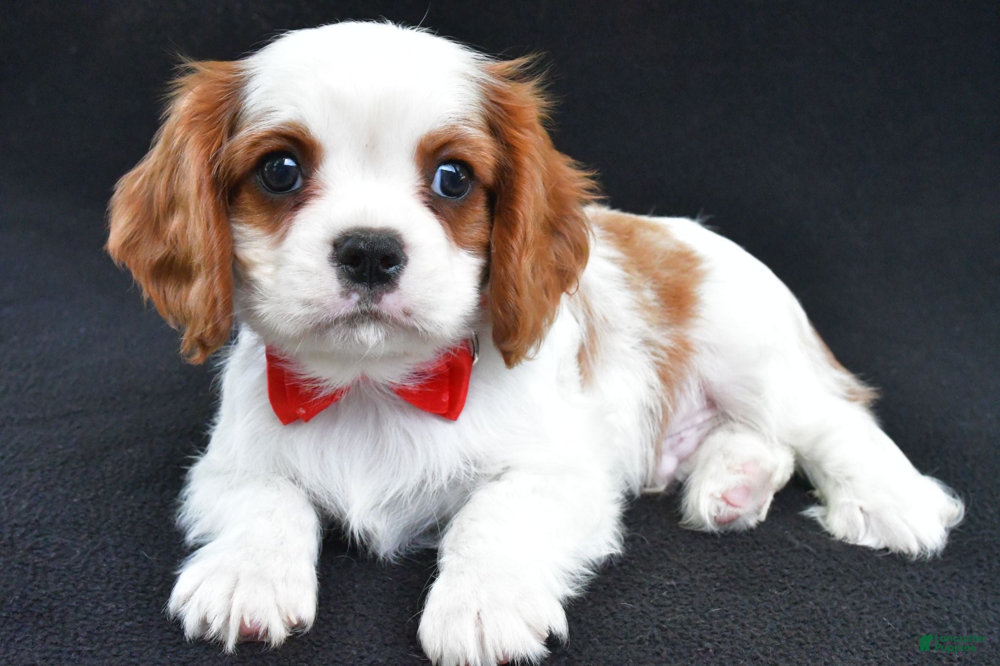 Cavalier King Charles Spaniel dogs Rascal - Ad 1