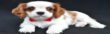 Rascal