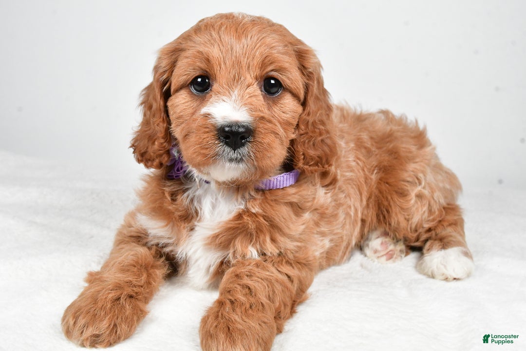 Cavapoo dogs for sale: Abigail - Ad 1