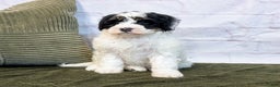 Mini Bernedoodle dogs for sale: Avory - Ad 3
