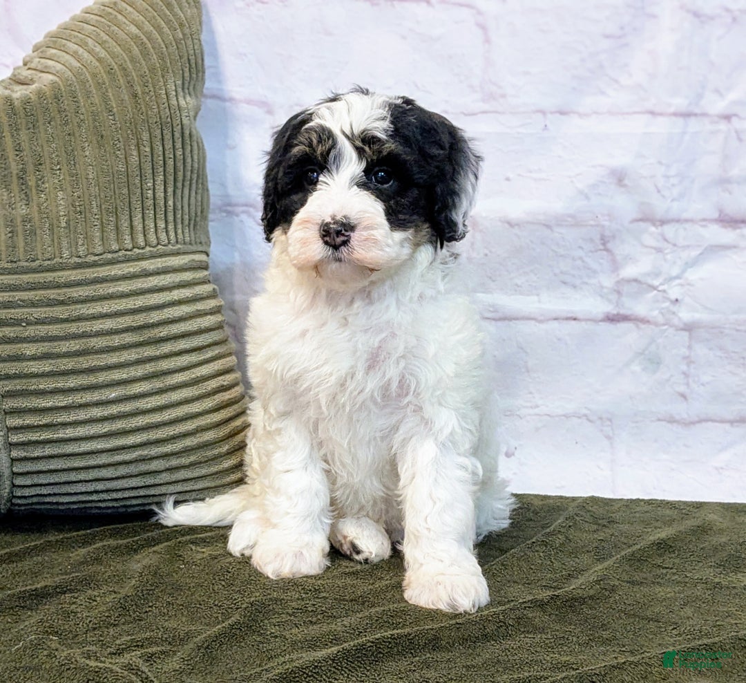 Mini Bernedoodle dogs for sale: Avory - Ad 3