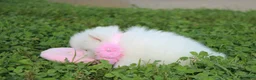 Pomeranian dogs for sale: Heather  - Ad 3