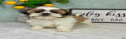 Shih Tzu dogs for sale: Shelby  - Ad 5