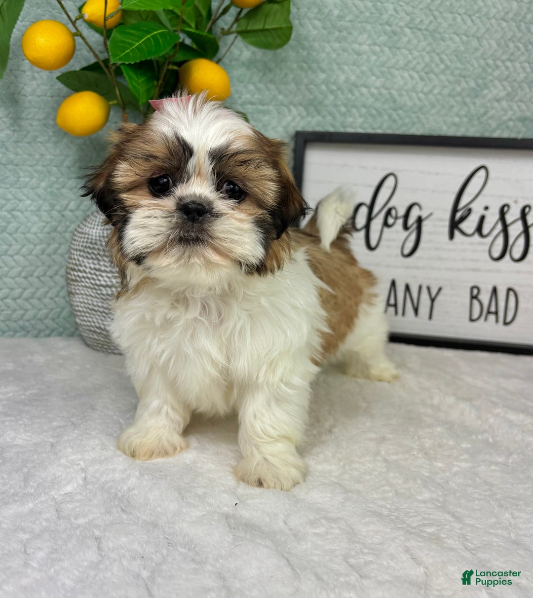 Shih Tzu dogs for sale: Shelby  - Ad 5