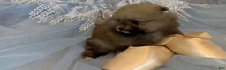Pomeranian dogs for sale: Tiramisu - Ad 21