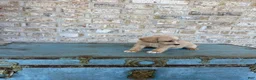 Miniature Labradoodle dogs for sale: Bambi  - Ad 5