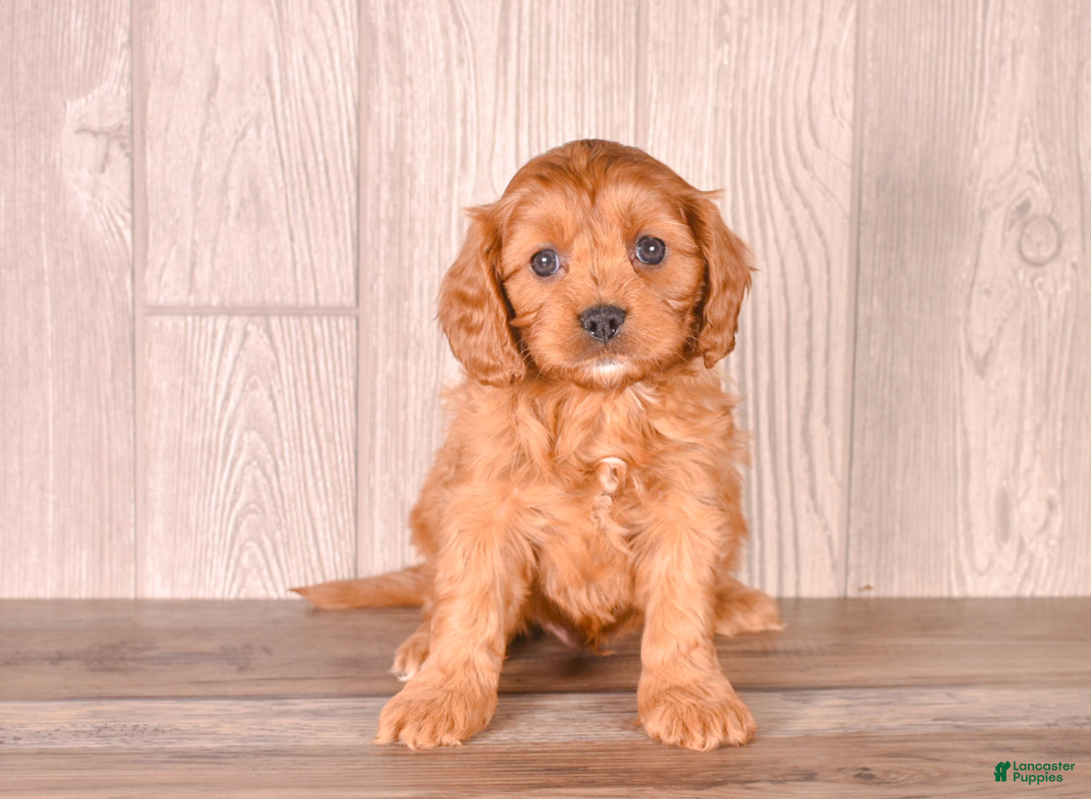Cavapoo dogs FELIX - Ad 1