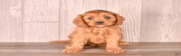 Cavapoo dogs for sale: FELIX - Ad 1