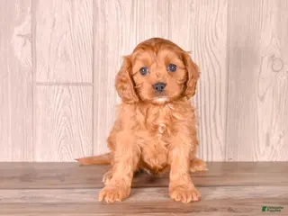 Cavapoo dogs for sale: FELIX - Ad 2
