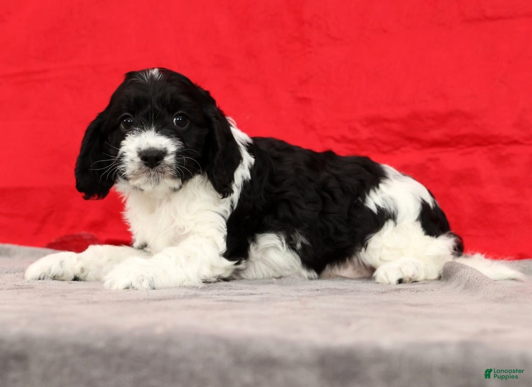 Cavapoo dogs for sale: Scott - Ad 4