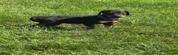 Doberman Pinscher dogs for sale: Doberman Pinscher 1 - Ad 2
