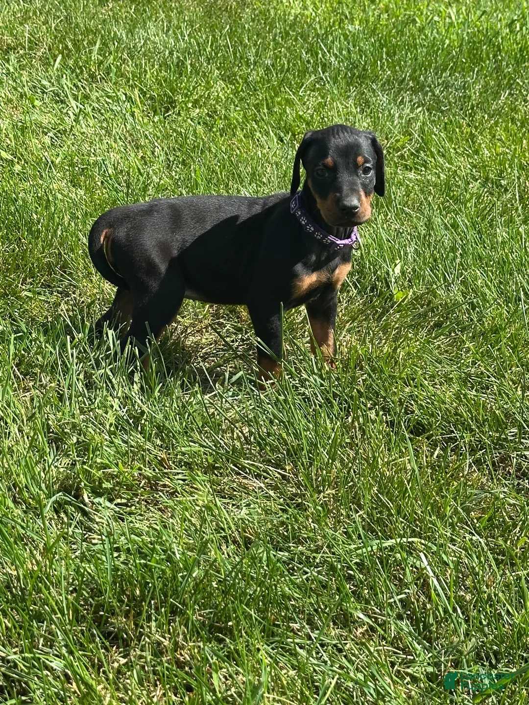 Doberman Pinscher dogs for sale: Doberman Pinscher 1 - Ad 2
