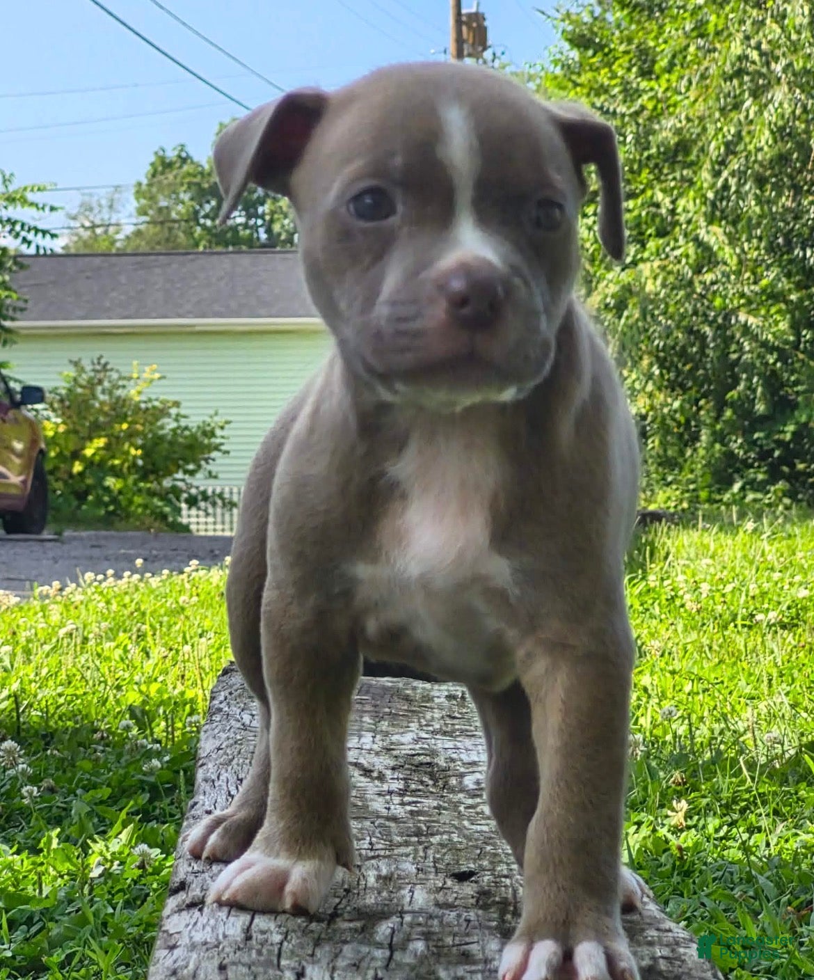 American Bully dogs Tiffany - Ad 8