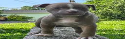 American Bully dogs for sale: Tiffany - Ad 1