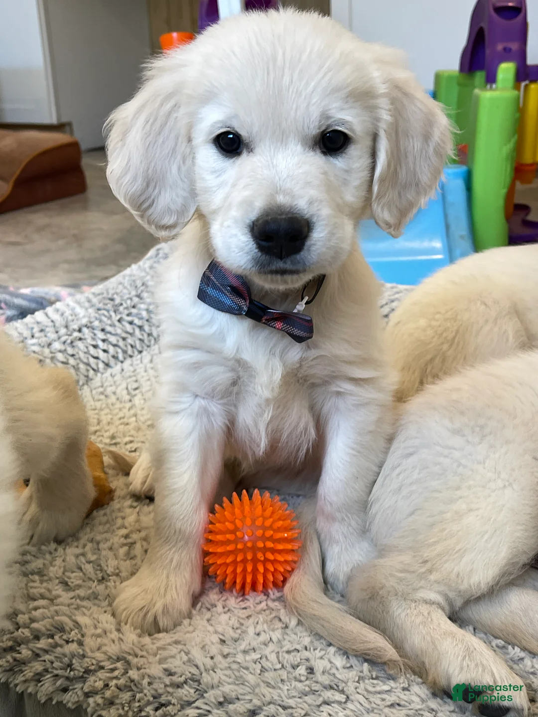 Golden Retriever dogs for sale: Cookies N Cream  - Ad 2