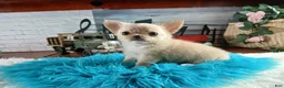 Chihuahua dogs for sale: Applehead boy Hand Delivery  - Ad 11