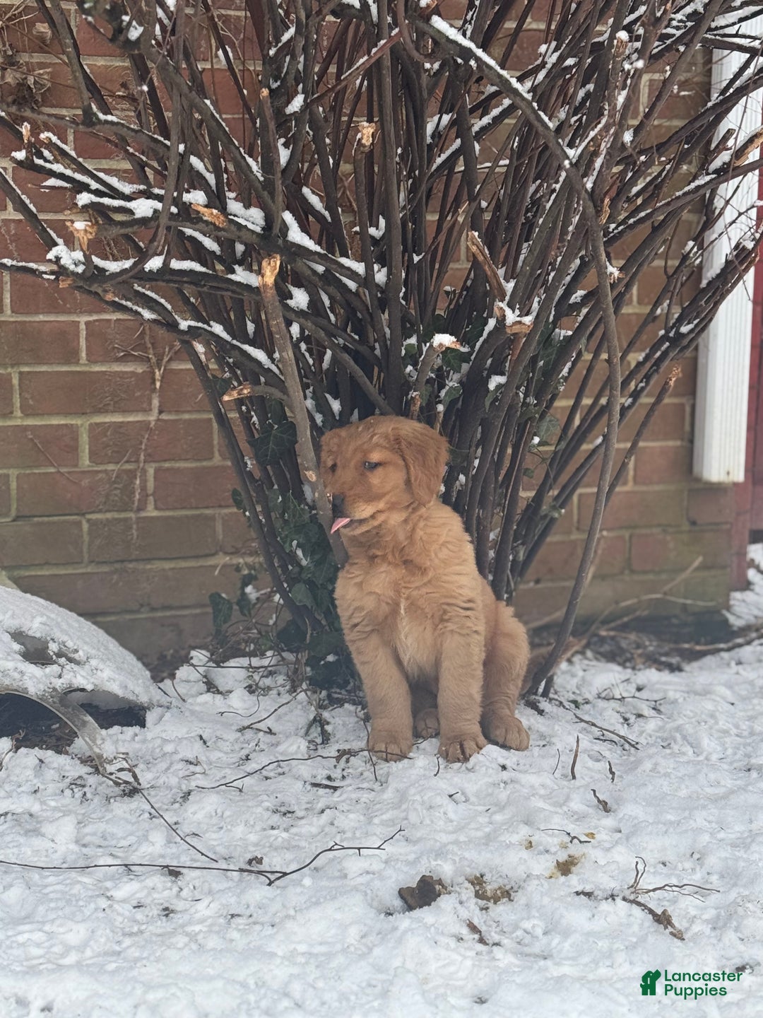 Golden Retriever dogs for sale: Cider - Ad 7