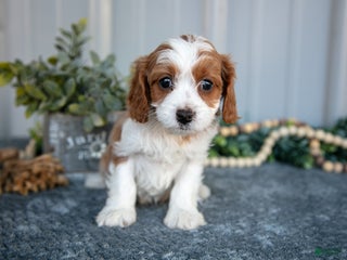 Cavapoo dogs - Ad 16