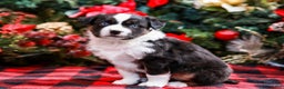 Miniature Australian Shepherd dogs for sale: Faith - Ad 3