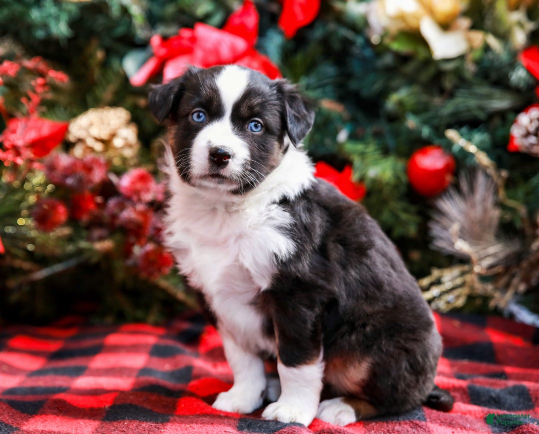 Miniature Australian Shepherd dogs for sale: Faith - Ad 3