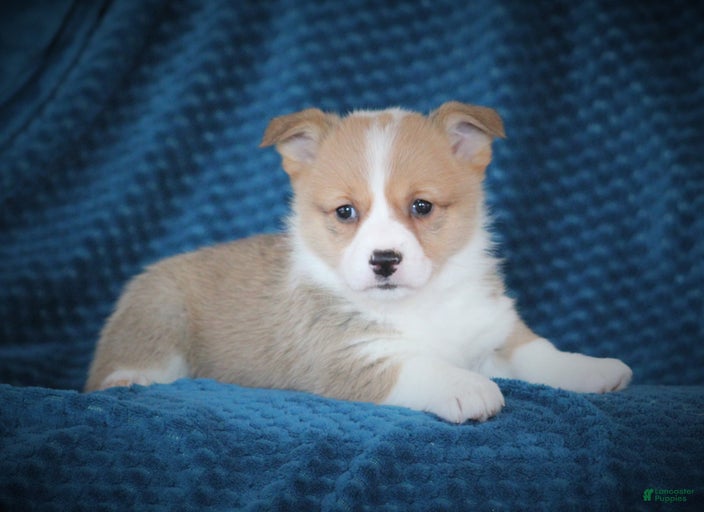 Gallery Image {{count}}