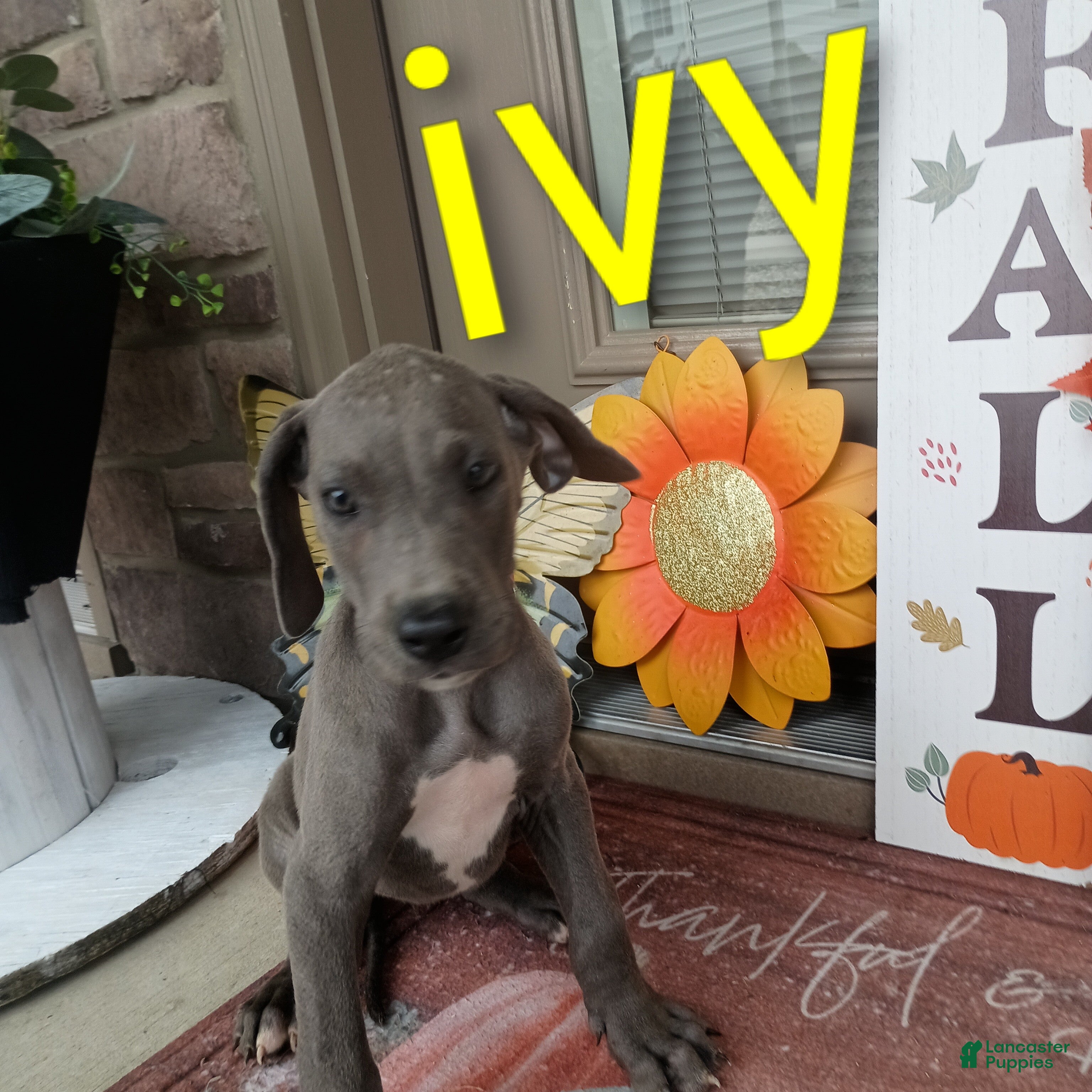 Great Dane dogs Ivy - Ad 1
