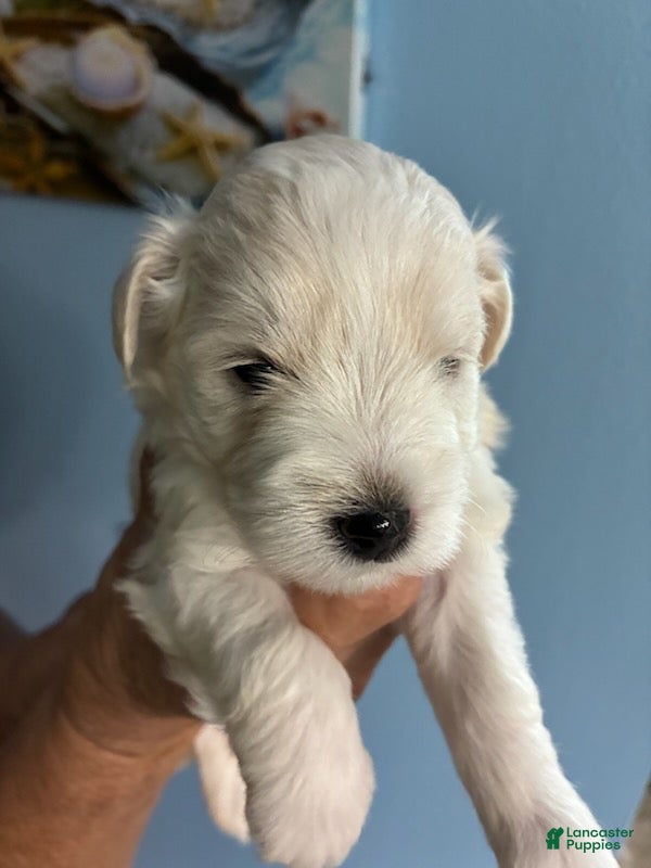 Schnauzer dogs Schnauzer Puppy 2 - Ad 4