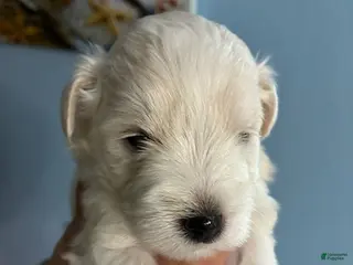 Schnauzer dogs Schnauzer Puppy 2 - Ad 4