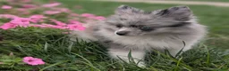 Pomeranian dogs for sale: Dazzle - Ad 5