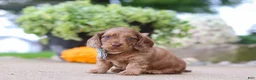 Miniature Dachshund dogs for sale: Gordy - Ad 3
