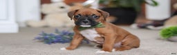 Boxer dogs for sale: Blake - Ad 2