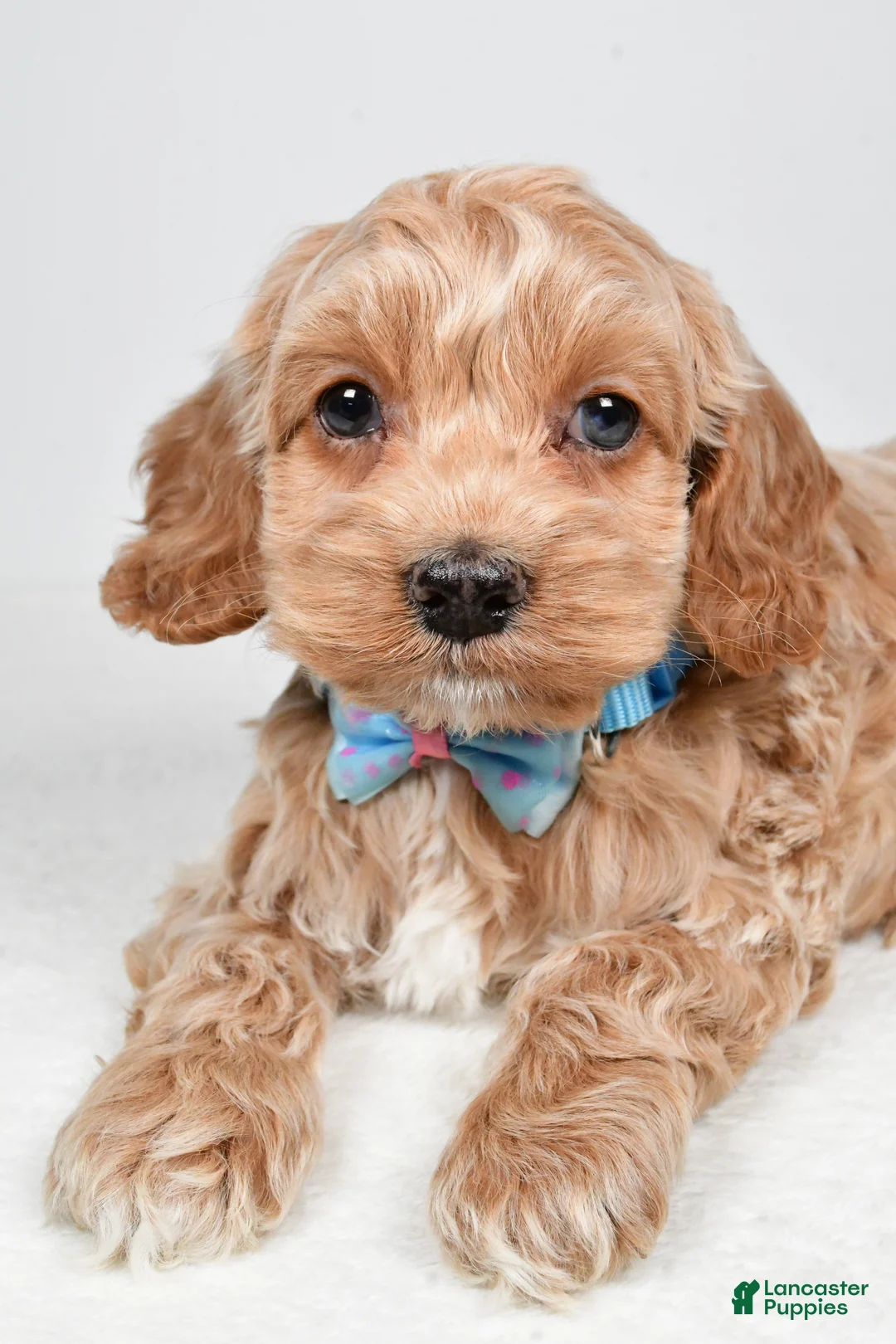 Cockapoo dogs for sale: Preston - Ad 3