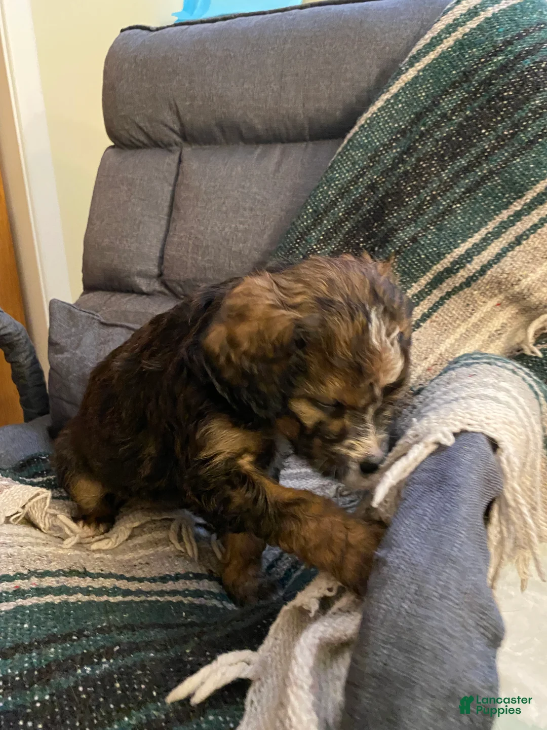 Bernedoodle dogs for sale: Bernedoodle Puppy 10 - Ad 3