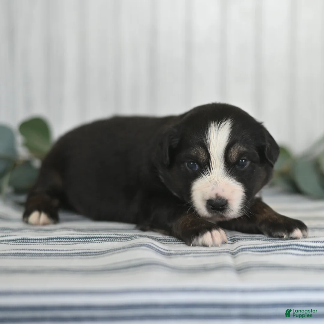 Miniature Australian Shepherd dogs for sale: George  - Ad 4