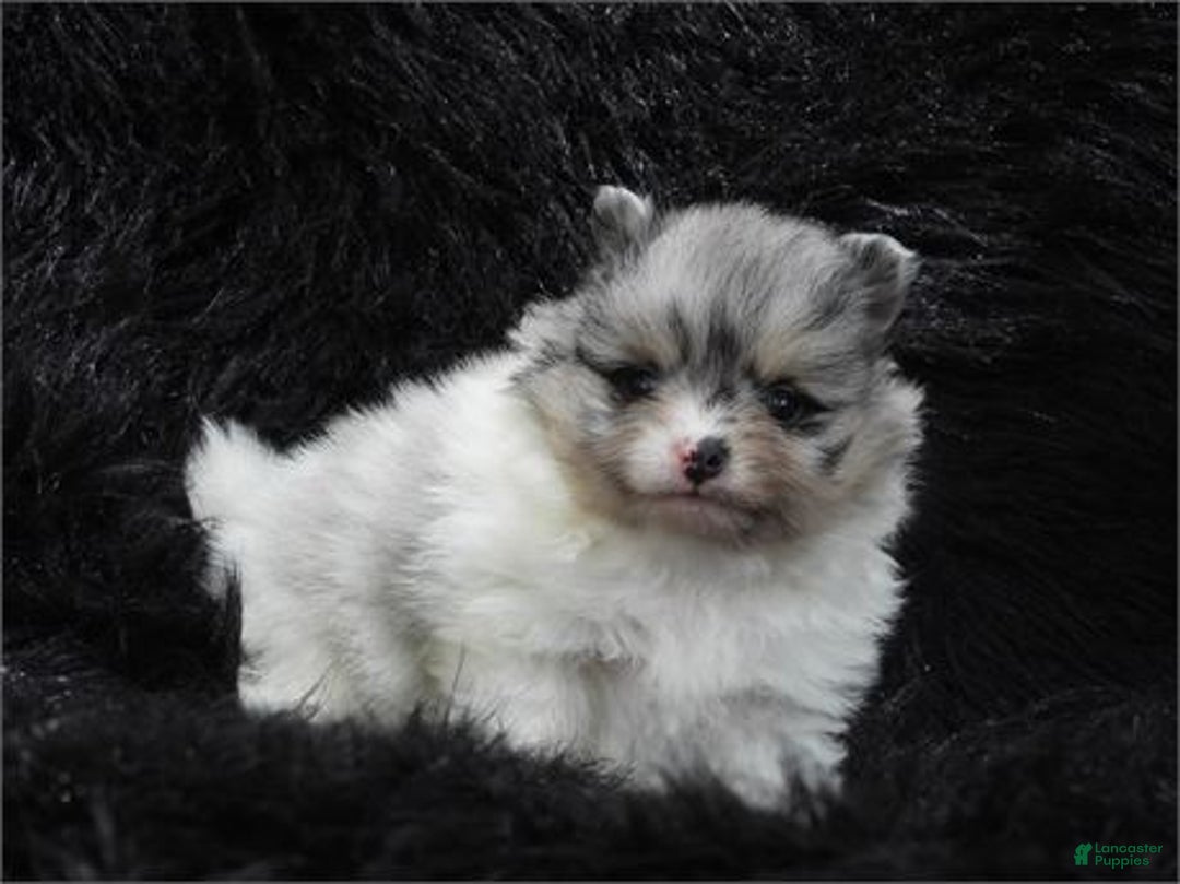 Pomeranian dogs for sale: Pomeranian Puppy 2 - Ad 3