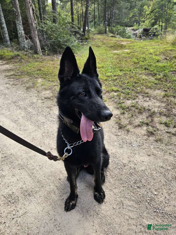 German Shepherd dogs Bady - Ad 2