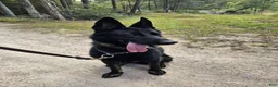 German Shepherd dogs for sale: Bady - Ad 2
